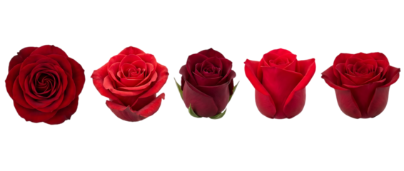 A captivating series of five vibrant red roses in different stages of bloom beautifully isolated on transparent background high quality professional