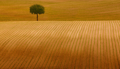 Einzelener Baum in einem Ackerfeld