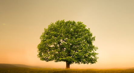 Gr&uuml;ner Eichenbaum freigestellt in einer gelben Fr&uuml;hlingswiese