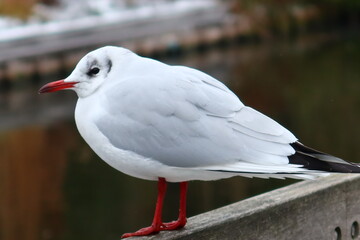 seagull on a stone