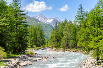Clear alpine river winding through lush green forest with rocky banks and snowcapped mountains in the background on a sunny summer day.