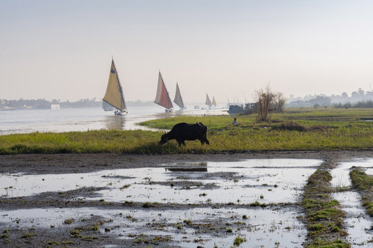Water buffalo graze on Egyptian farmland, an alluvial floodplain being used for crops and livestock beside the River Nile with its traditional sailing boats in Upper Egypt.