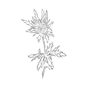Thistle Hand Drawn Lineart