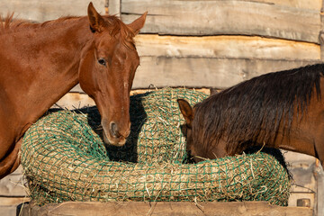 A close-up view of two bay horses consuming hay from a slow feeder net situated within a wooden container adjacent to the wall of a wooden horse shelter.