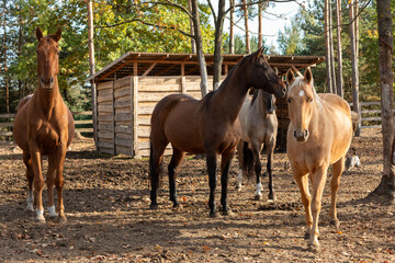 Four horses are standing between trees in the paddock, watching something eagerly. Behind them, there's a wooden horse shelter. Properly cared horses in a free-range stable.