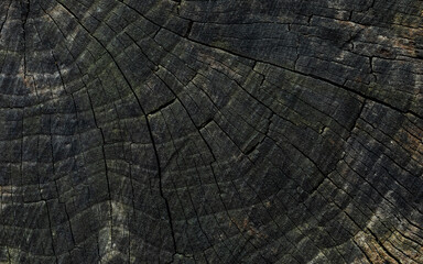 The upper surface of an old hardwood stump showing visible rings and cracks.