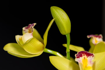 A close-up of Cymbidium orchid blooms and buds against a black background.