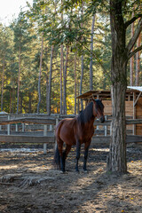 A horse is resting in a paddock, standing near an oak tree. In the background, there are fencing, a horse shelter, and a forest.