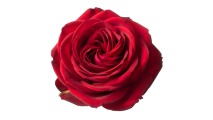 A large red rose isolated on transparent background