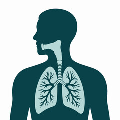 Human Respiratory System Illustration for Medical Education