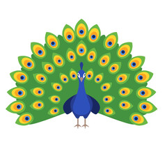Colorful Peacock Illustration