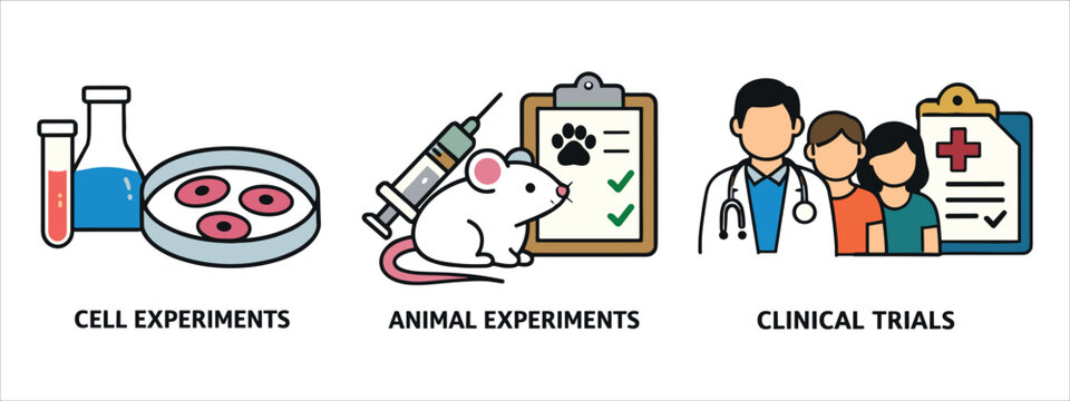 An illustration that visualises the main stages of drug development (drug development pipeline), including preclinical and clinical trials. It shows the three key phases in a simple, icon-based style.