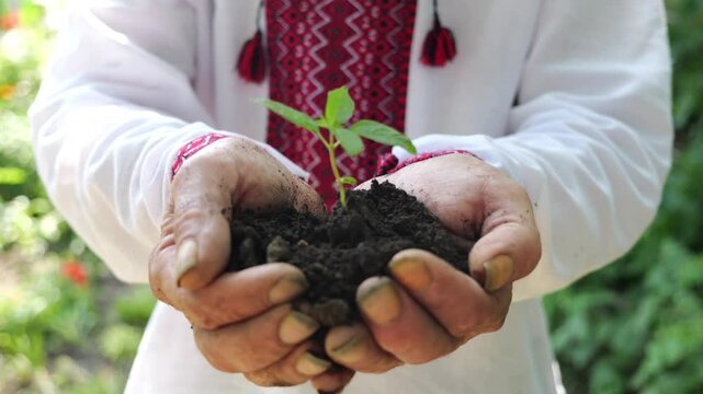 Adult male hands of farmer in vyshyvanka holding small green sprout at summer garden. This scene reflects older man caring attitude towards nature and traditional agricultural values. Slow motion