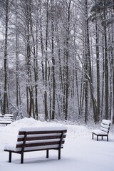  Benches under the snow in the park among the trees in winter.                              