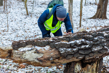 Biologist studies the causes of forest tree death in a winter forest for a nature conservation...