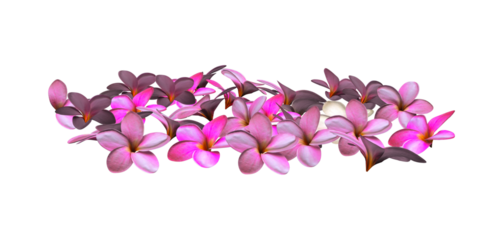 3d render hibiscus flowers petals isolated