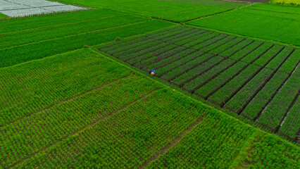 Aerial View of Vibrant Green Rice Fields and Vegetable Crops in Rural Malang