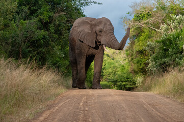 Obraz premium African Elephant Walking Along a Dirt Road