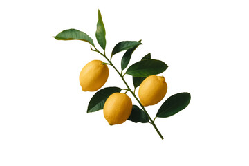 Fresh lemons on a branch with green leaves against a transparent background