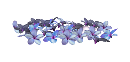 3d render blue hibiscus flowers petals isolated