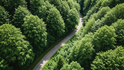 Winding road through a lush green forest canopy, inviting adventure and exploration.