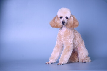 A young poodle with beautiful forms after grooming on a blue background