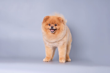 Pomeranian dog after grooming on a gray background standing