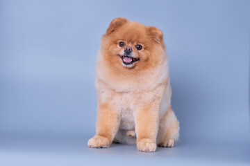 Pomeranian dog after a haircut in a beauty salon sitting on a uniform tone