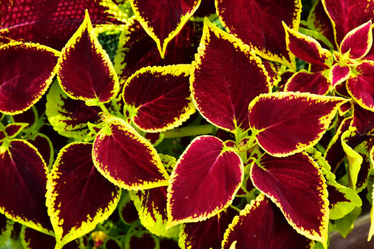 Nature Red purple leaf pattern green contrast texture
