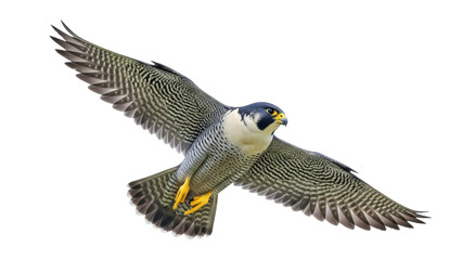 Peregrine falcon flying PNG isolated on transparent background, bird of prey with patterned wings...