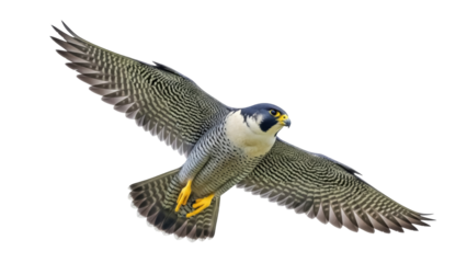 Peregrine falcon flying PNG isolated on transparent background, bird of prey with patterned wings for wildlife and nature designs