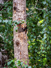 The female Great Spotted Woodpecker fed the chick and flew off to get food for it. Summer natural background with woodpecker family.