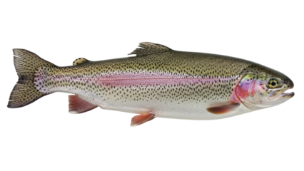 Rainbow trout isolated PNG on transparent background, freshwater fish with colorful iridescent stripe and black spots, popular game fish for angling