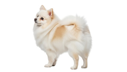 Fototapeta premium Cute fluffy Pomeranian dog PNG isolated, small breed companion animal on transparent background, adorable pet with cream and white fur