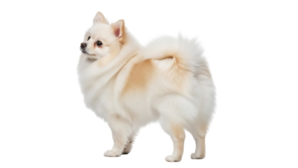 Cute fluffy Pomeranian dog PNG isolated, small breed companion animal on transparent background, adorable pet with cream and white fur