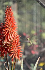 Obraz premium Blooming Aloe Plant with a Hummingbird Hovering