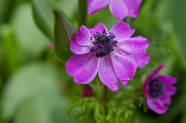 Anemones in spring blossom in the park after rain 