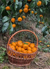 A freshly picked basket of tangerines in the garden under a tree.