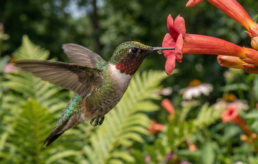 Fototapeta premium Hummingbird in Flower Garden. A female Ruby Throated Hummingbird flies about