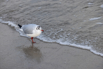 black-headed gull&nbsp;(Chroicocephalus ridibundus) on the coast of Baltic Sea, Germany