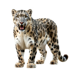 Obraz premium Majestic Snow Leopard in Natural Pose