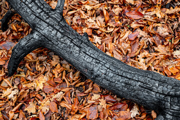 a burnt log lying among a bed of fallen autumn leaves