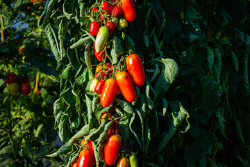Fresh Tomatoes Grow on Vines in a Garden During Daylight in Summer Months