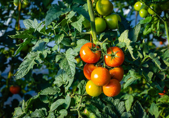 Tomato Plants Growing in a Garden Under Sunlight With Ripe and Unripe Tomatoes on the Vine