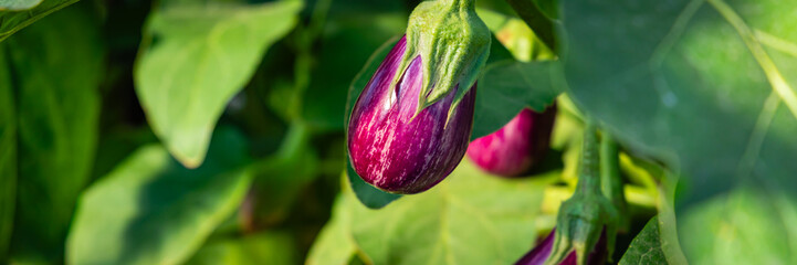 Eggplant Grows on Plant in Garden During Daylight