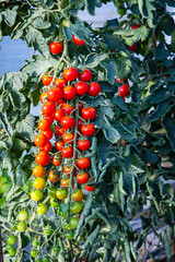 Ripe and Unripe Tomatoes Grow on a Vine in a Garden During the Growing Season