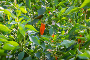 Farmers Grow Red Peppers in a Field Filled With Green Plants on a Sunny Day