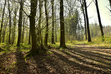 Fototapeta premium Fresh spring forest foliage morning landscape nature
