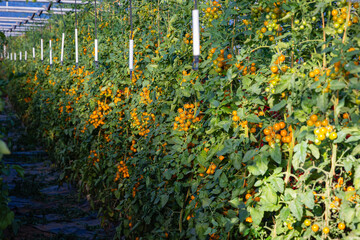 Rows of Yellow Tomatoes Growing in a Greenhouse in the Afternoon Sunlight