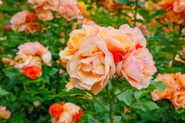 Bright Pink Roses Bloom in a Garden During the Day in Spring, Attracting Visitors and Bees
